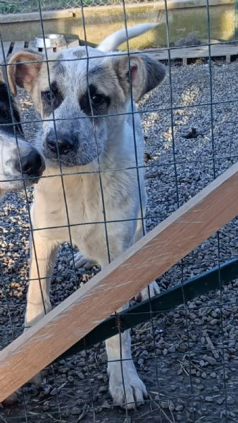 DESMO NON SEI ANCORA MAGGIORENNE DIVENTERAI UN BEL CAGNOLONE | Foto 2