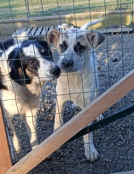 DESMO NON SEI ANCORA MAGGIORENNE DIVENTERAI UN BEL CAGNOLONE | Foto 1