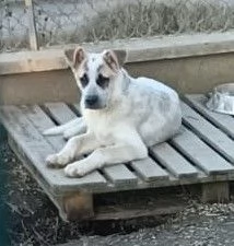 DESMO NON SEI ANCORA MAGGIORENNE DIVENTERAI UN BEL CAGNOLONE | Foto 0