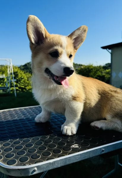 Welsh Corgi Pembroke  | Foto 1