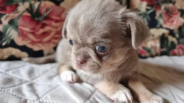 Chihuahua Cucciola Disponibile