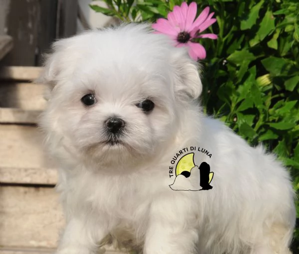 Maltese Cucciolo TREQUARTIDILUNA