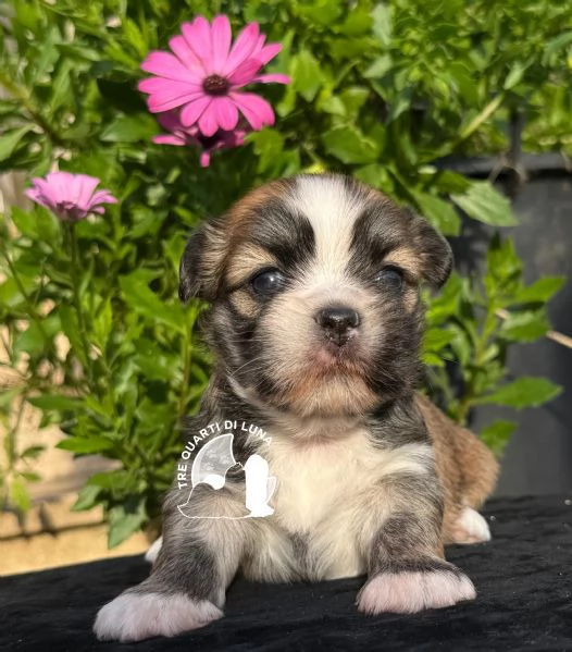 Maltipoo Barboncino  no LHASA APSO