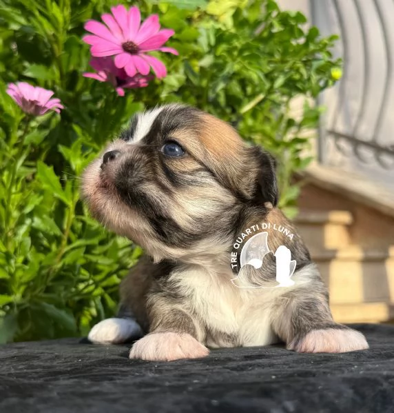 Maltipoo Barboncino  no LHASA APSO | Foto 0