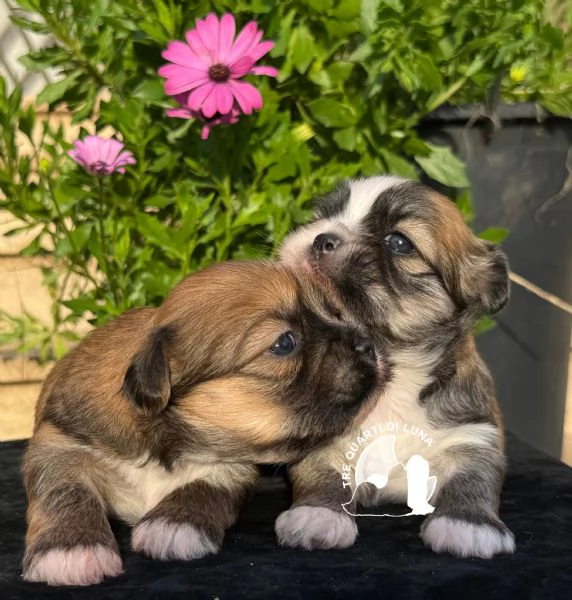 Barboncino Maltipoo No Lhasa Apso | Foto 1