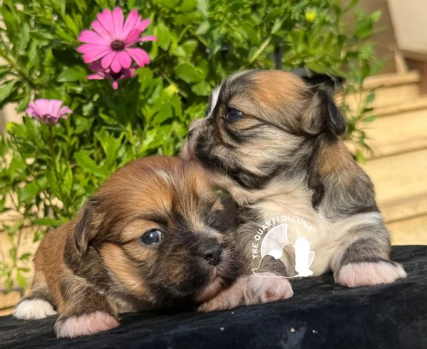 Barboncino Maltipoo No Lhasa Apso | Foto 0