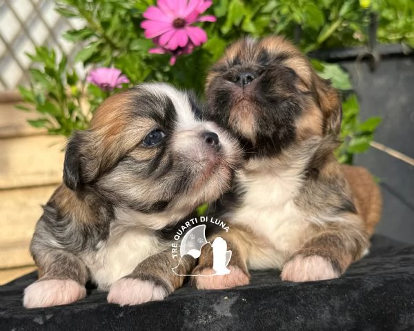 Barboncino Maltipoo No Lhasa Apso