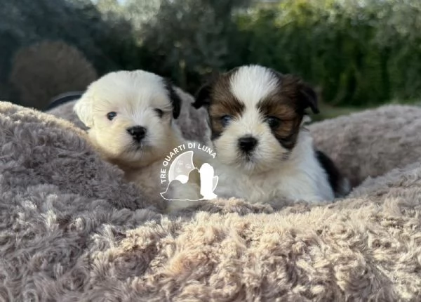 Maltipoo Barboncino  no LHASA APSO | Foto 1