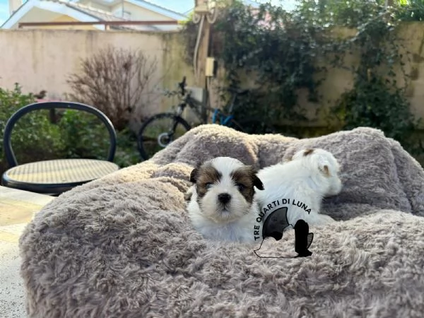 Maltipoo Barboncino  no LHASA APSO | Foto 0