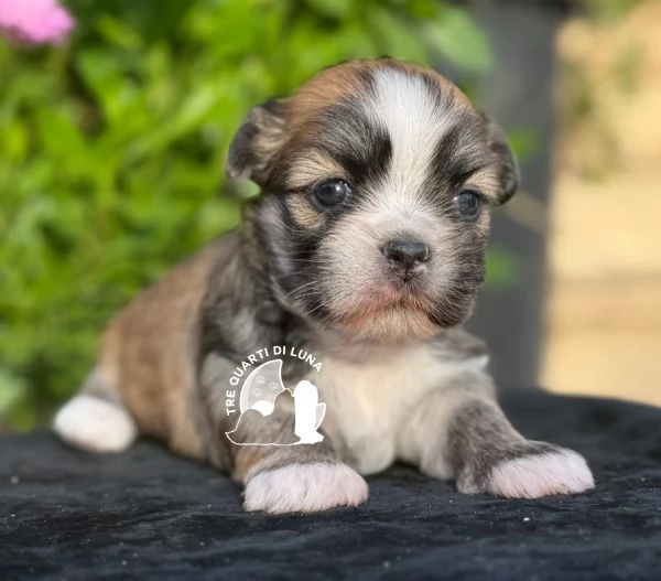 Barboncino Maltipoo No Lhasa Apso