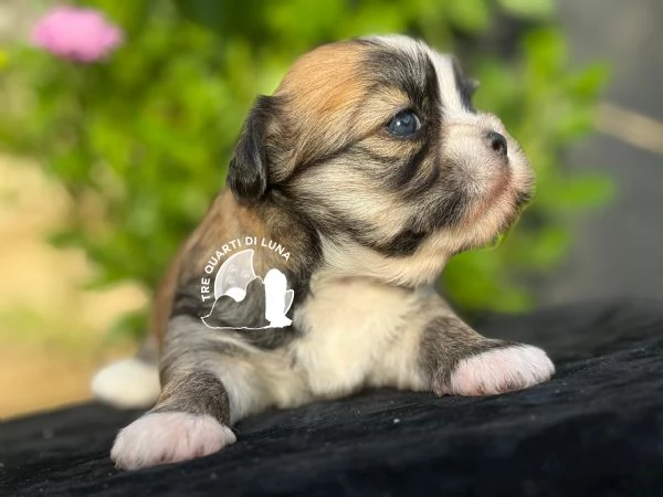 Barboncino Maltipoo No Lhasa Apso | Foto 1