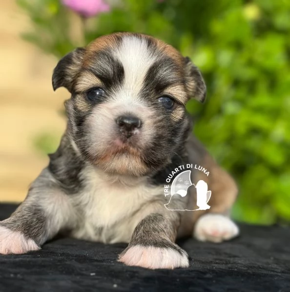 Barboncino Maltipoo No Lhasa Apso | Foto 0