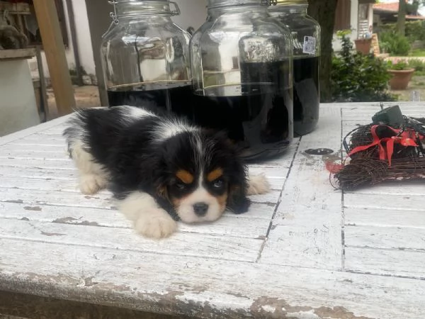 Cuccioli di cavalier king  | Foto 1