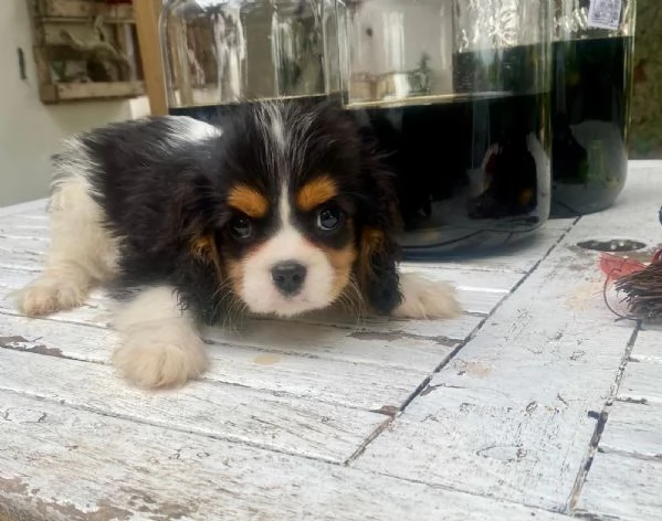 Cuccioli di cavalier king  | Foto 0