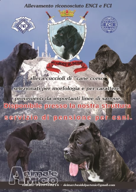 Vendita Cucciolo Cane Corso Da Allevatore A Avellino