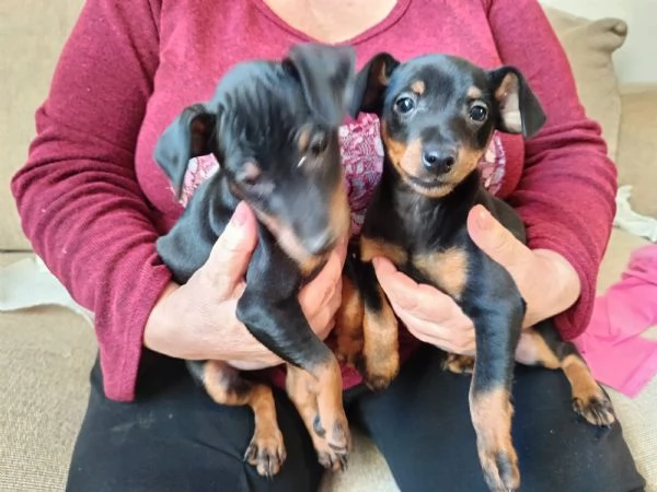 Pinscher nano nero focato 