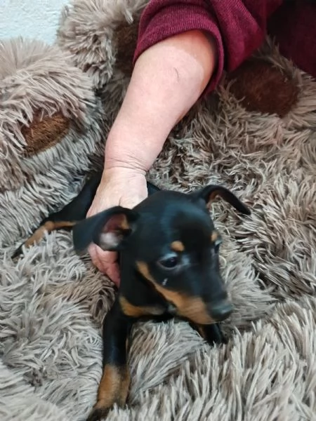 Pinscher nano nero focato  | Foto 1