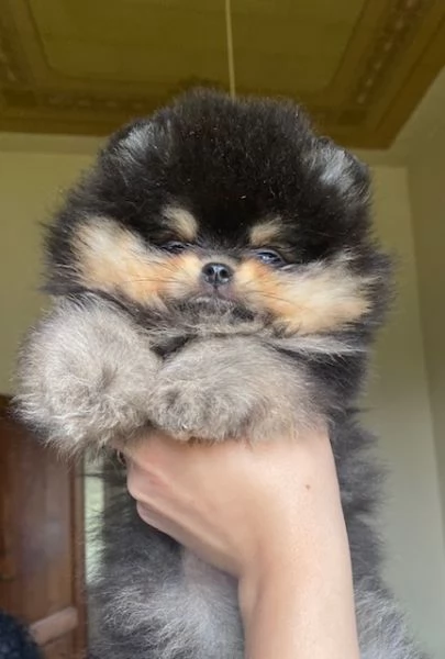 Bellissimo  Pomerania con Pedigree ENCI