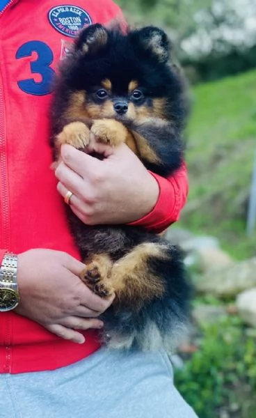 Bellissimo  Pomerania con Pedigree ENCI | Foto 1