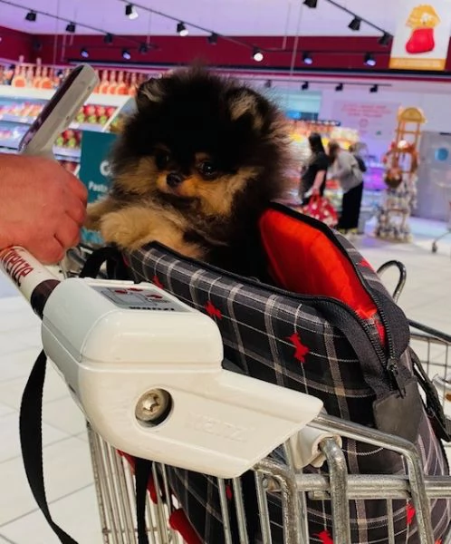 Bellissimo  Pomerania con Pedigree ENCI | Foto 0