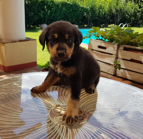 Regalo Cucciolo Labrador Da Privato A Catania Rottweiler