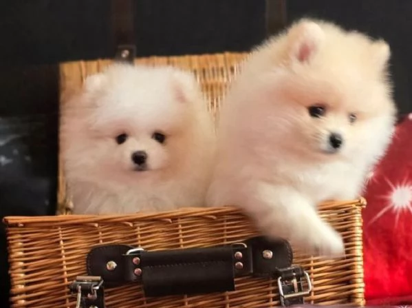 Cucciola di Pomeranian Toy