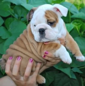 Disponibili stupendi cuccioli di Bulldog inglese 