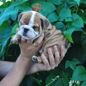 Disponibili stupendi cuccioli di Bulldog inglese  | Foto 0