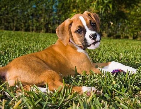 CUCCIOLI DI RAZZA BOXER | Foto 0