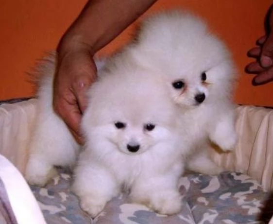  cuccioli di Pomerania intelligenti