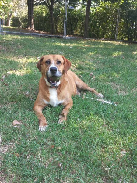 bella cagnolona in regalo