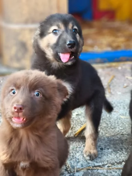 Dolci cuccioli tagli medio contenuta