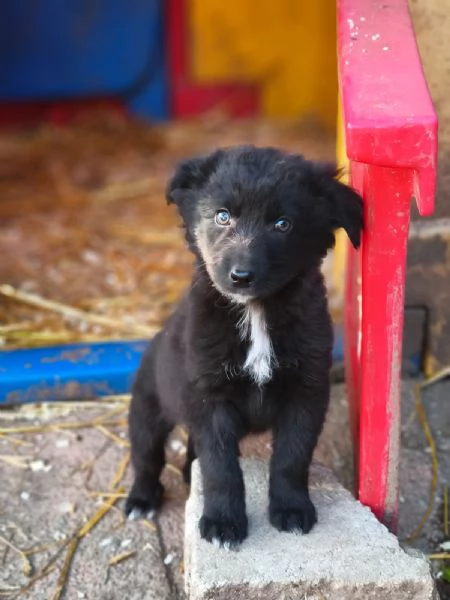 Dolci cuccioli tagli medio contenuta | Foto 1