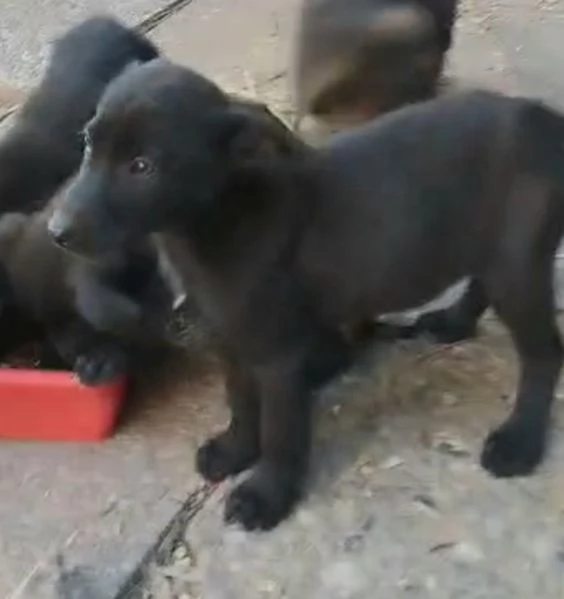 Dolci cuccioli tagli medio contenuta | Foto 0