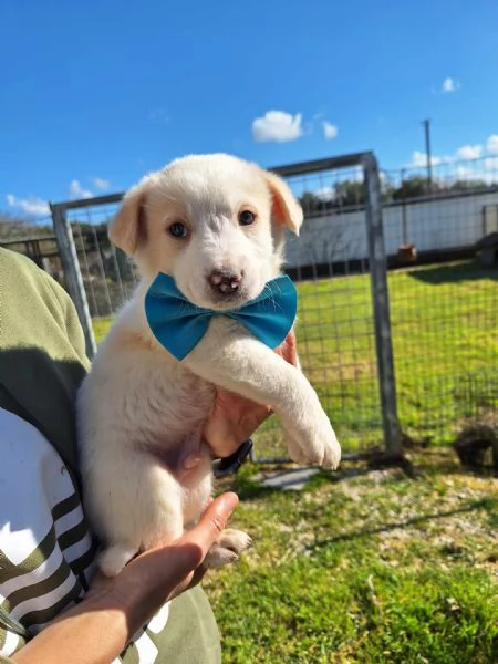 cucciolini in adozione | Foto 5