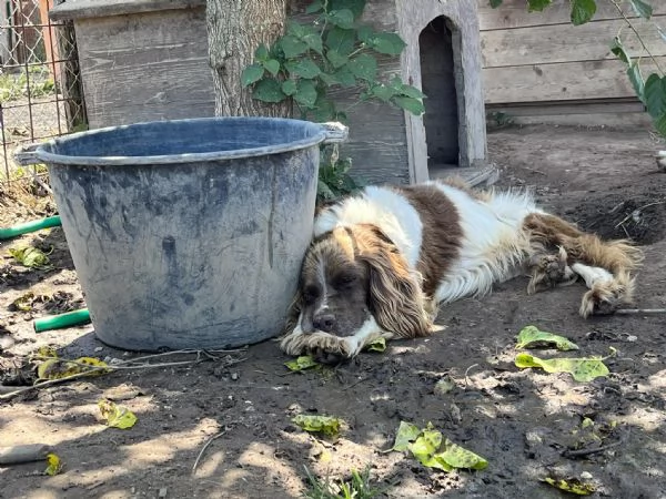 LILLO  SPRINGER SPANIEL in cerca di famiglia  | Foto 5