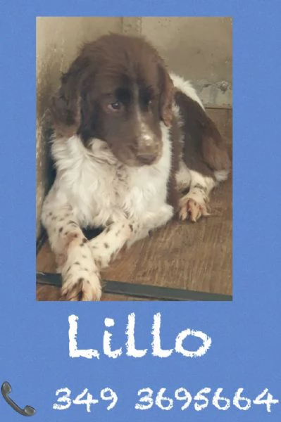 LILLO  SPRINGER SPANIEL in cerca di famiglia  | Foto 4