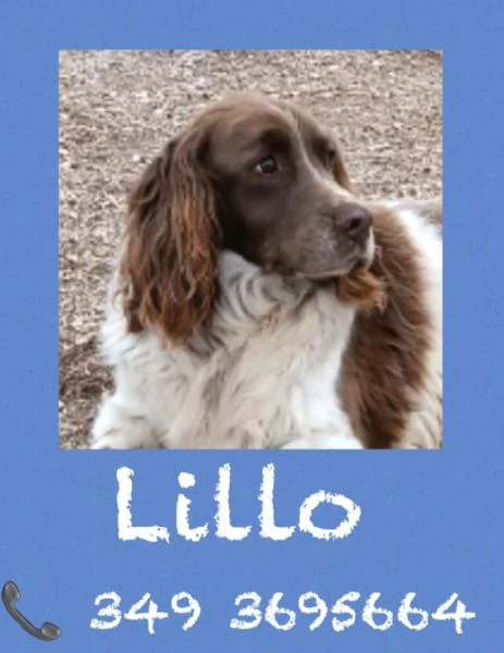 LILLO  SPRINGER SPANIEL in cerca di famiglia 