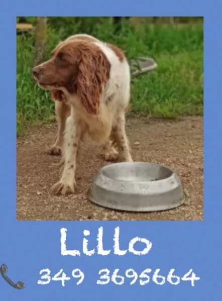 LILLO  SPRINGER SPANIEL in cerca di famiglia  | Foto 1