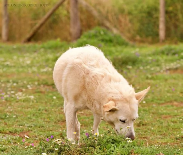 Milly un po buffa e super sorridente  | Foto 6