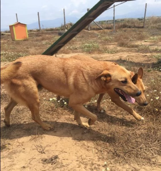 FRIDA E OLIVER  DUE FRATELLINI IN ATTESA DI UNA NUOVA VITA 