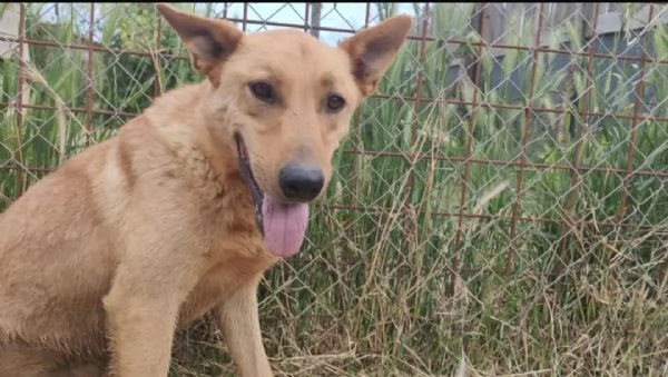 FRIDA E OLIVER  DUE FRATELLINI IN ATTESA DI UNA NUOVA VITA  | Foto 6