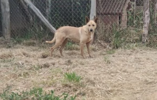 FRIDA E OLIVER  DUE FRATELLINI IN ATTESA DI UNA NUOVA VITA  | Foto 5