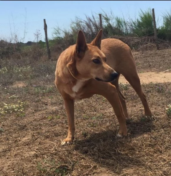 FRIDA E OLIVER  DUE FRATELLINI IN ATTESA DI UNA NUOVA VITA  | Foto 4