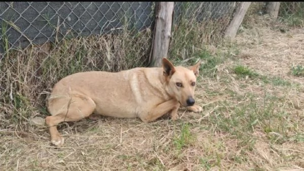 FRIDA E OLIVER  DUE FRATELLINI IN ATTESA DI UNA NUOVA VITA  | Foto 1