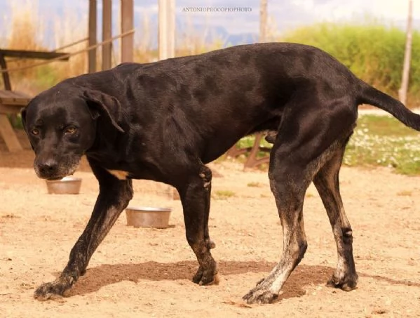 Black Jack un cane vincente in cerca di famiglia | Foto 3