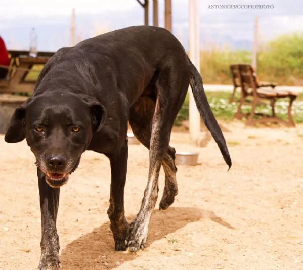 Black Jack un cane vincente in cerca di famiglia | Foto 2