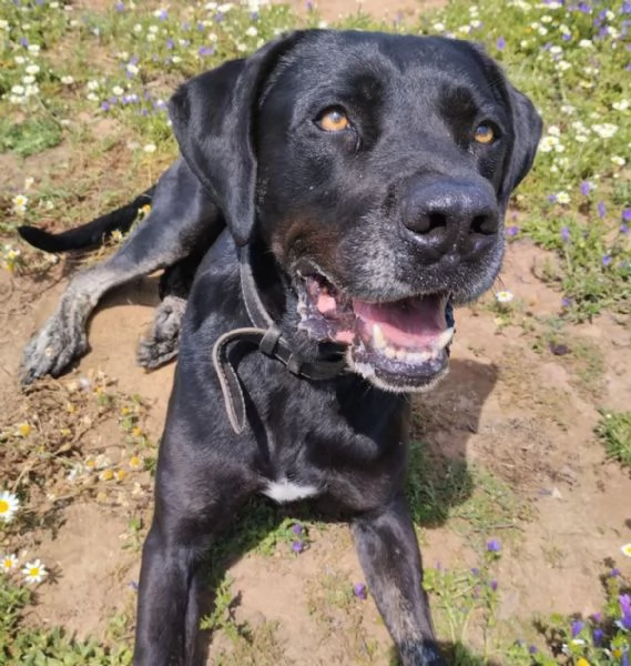 Black Jack un cane vincente in cerca di famiglia | Foto 1