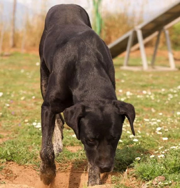 Black Jack un cane vincente in cerca di famiglia | Foto 0