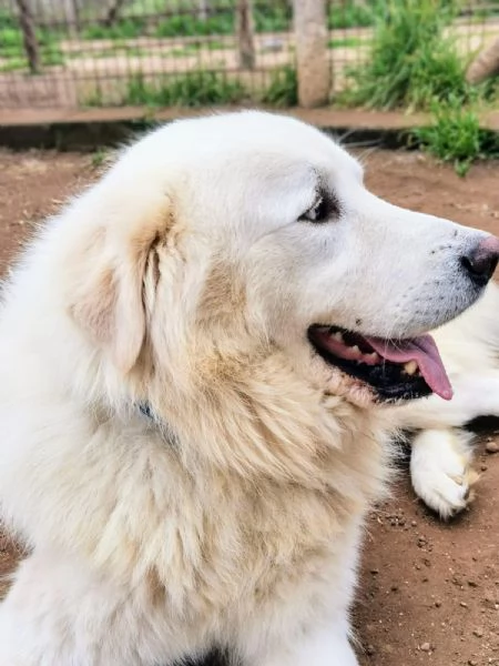 Benun cane eccezionale in cerca di famiglia | Foto 5